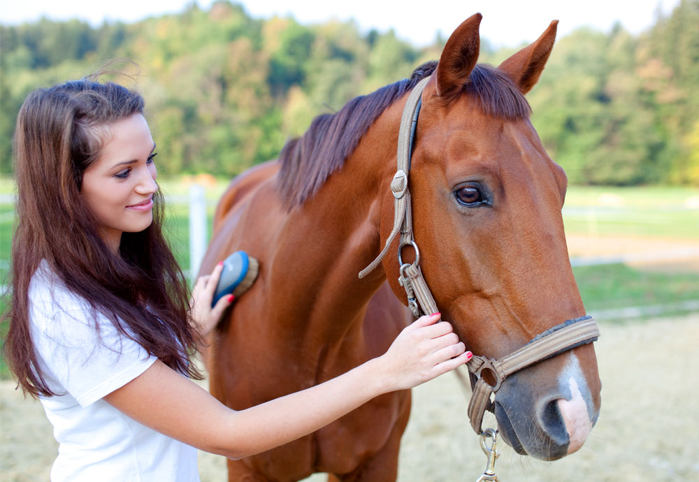 ÉLEVAGE ET SOINS DES CHEVAUX, DES CHIENS