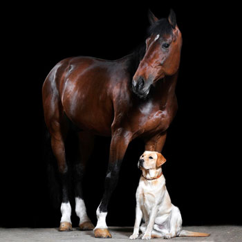 COHABITATION ENTRE CHEVAL ET CHIEN