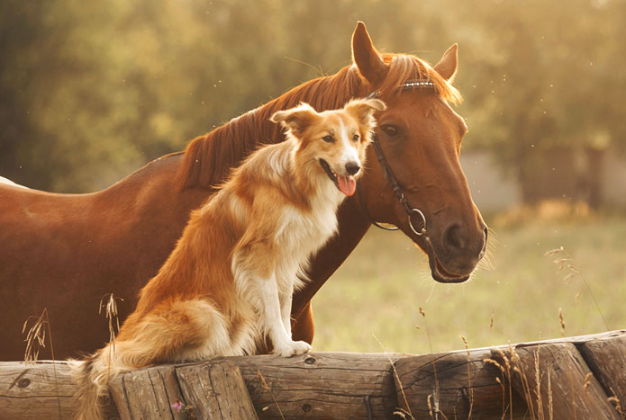 COHABITATION ENTRE CHEVAL ET CHIEN