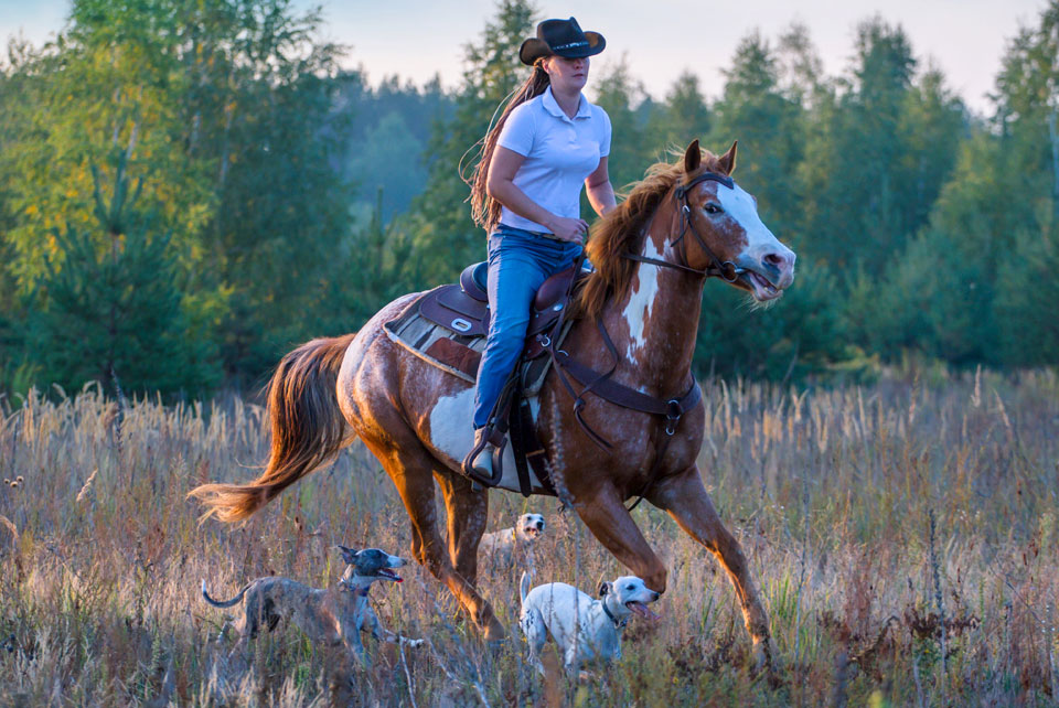 RACE DE CHIEN POUR FAIRE DU CHEVAL