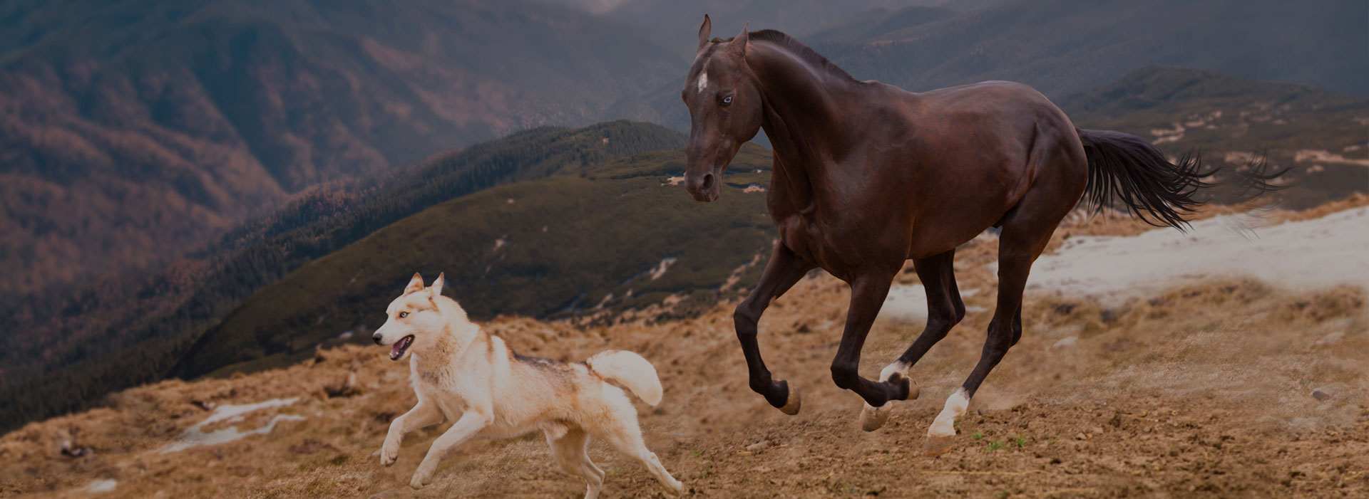 CHEVAUX ET CHIENS, L'univers pour les passionnés des chevaux et des chiens !