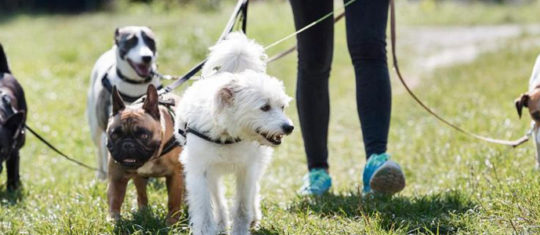 pet-sitter