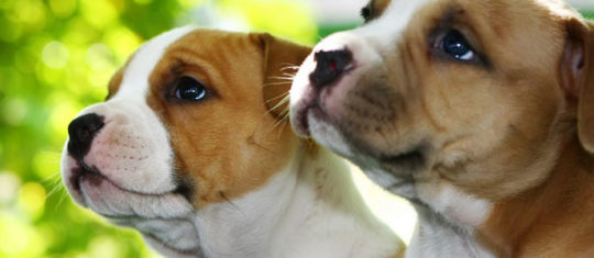 Chiot de race am staff