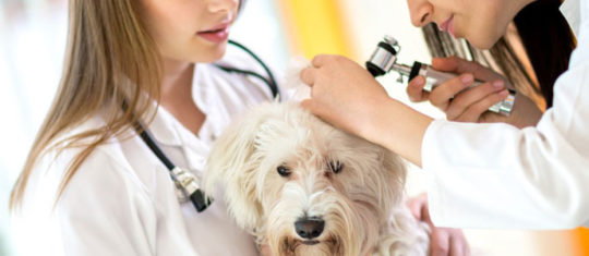 Médecin animalier