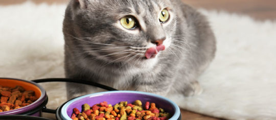 Croquette chat