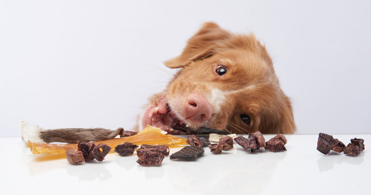 complément alimentaire pour animaux